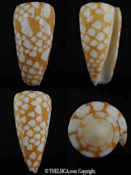 Eugeniconus cordigera 41.95 mm Gem-0