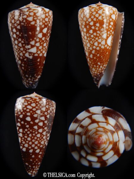 Eugeniconus nobilis gisellelieae 52.03 mm Gem-0