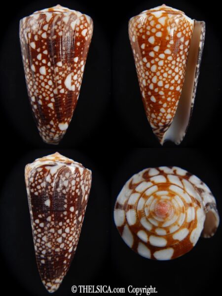 Eugeniconus nobilis gisellelieae 53.27 mm Gem-0