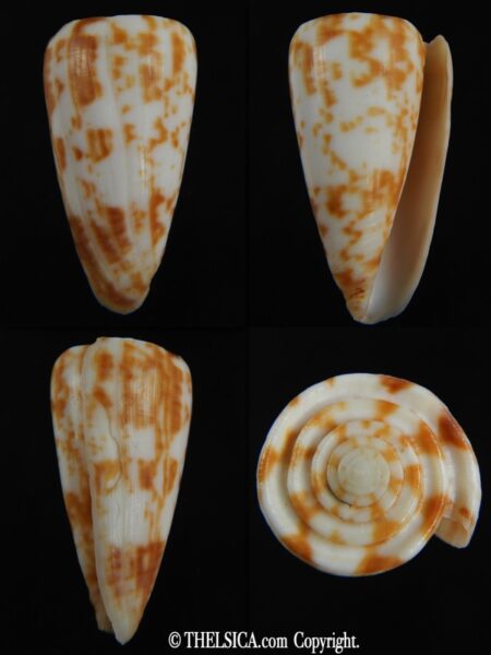 Klemaeconus rufimaculosus.. Big size... 44.34 mm F++/F+++-0