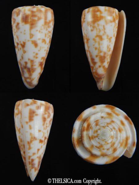 Klemaeconus rufimaculosus.. Big size... 45.11 mm F+++/Gem-0