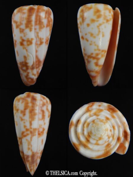 Klemaeconus rufimaculosus.. Big size... 45.12 mm F++/F+++-0