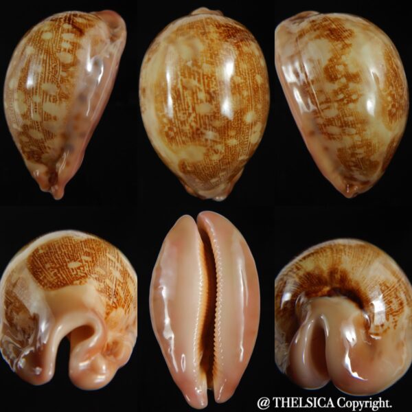Leporicypraea mappa " Green" 73.67 mm Gem (-)-0
