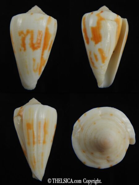 Lividiconus lischkeanus kermadecensis 37.42 mm F++-0