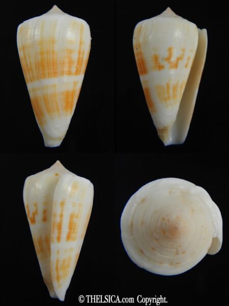 Lividiconus lischkeanus kermadecensis 38.88 mm F++/Gem-0