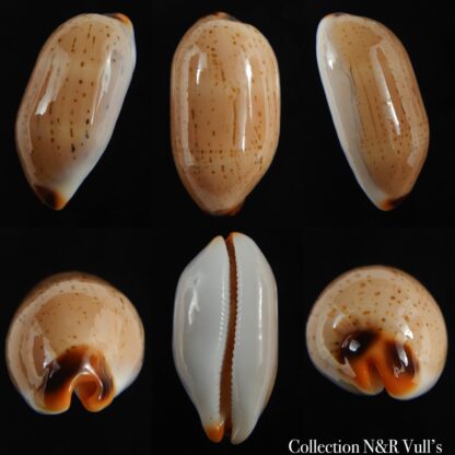Luria isabella controversa 31.92 mm Gem-0