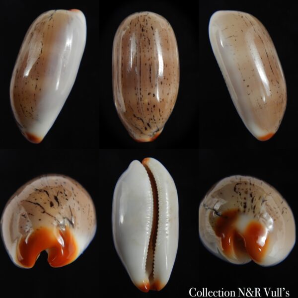 Luria isabella isabella...VERY Big size.. 38.20 mm Gem-0