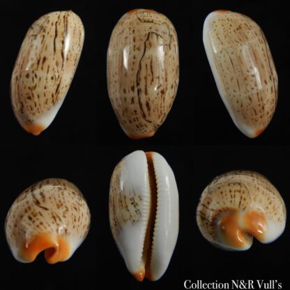 Luria isabellamexicana 30.82 mm Gem-0