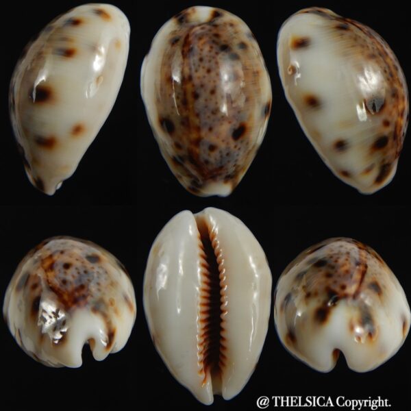 Lyncina lynx " Callous " 28.81 mm Gem-0