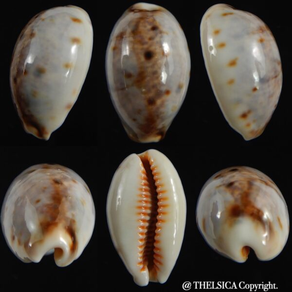 Lyncina lynx " SP white " 28.10 mm Gem -0