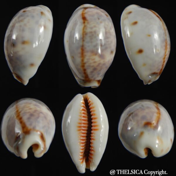 Lyncina lynx " SP white " 31.90 mm Gem-0