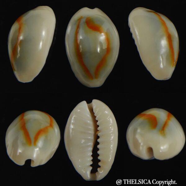 Monetaria annulus ..SP colour .. 16.45 mm Gem-0