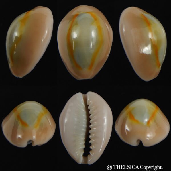 Monetaria annulus ..SP colour... 18.31 mm Gem-0