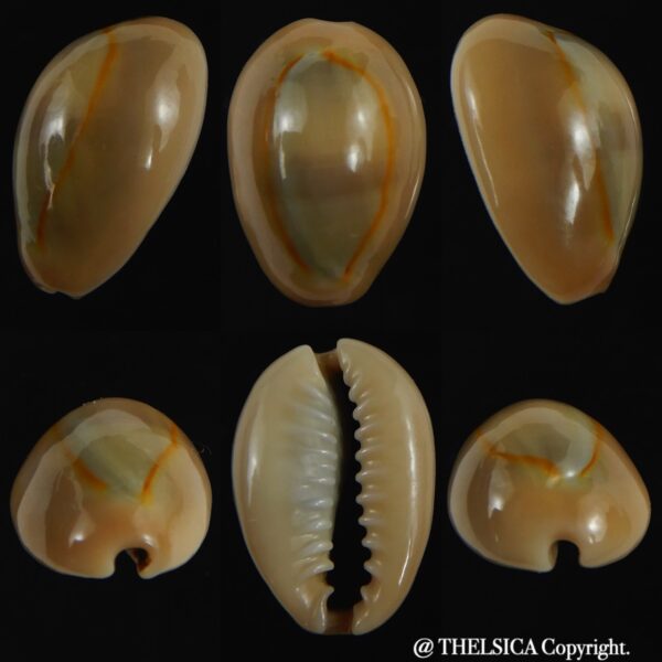 Monetaria annulus ..SP colour... 19.74 mm Gem-0