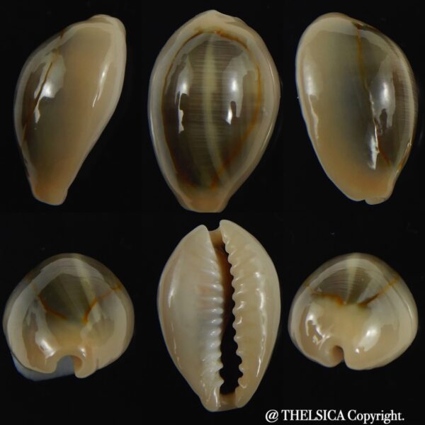 Monetaria annulus ..SP colour... 20.68 mm Gem-0