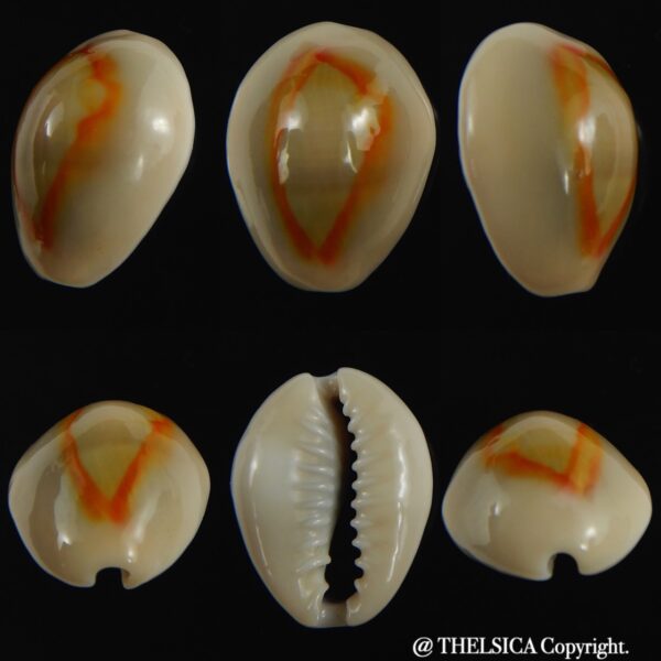 Monetaria annulus ..SP colour... 20.82 mm Gem-0