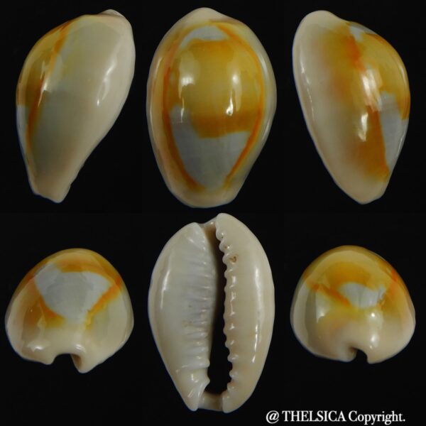 Monetaria annulus ..SP colour... 21.22 mm Gem-0