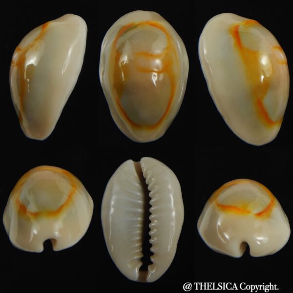 Monetaria annulus ..SP colour... 21.39 mm Gem-0