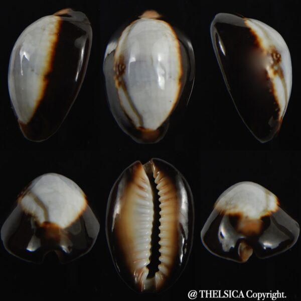 Monetaria caputserpentis ..SP white.. 29.79 mm Gem -0