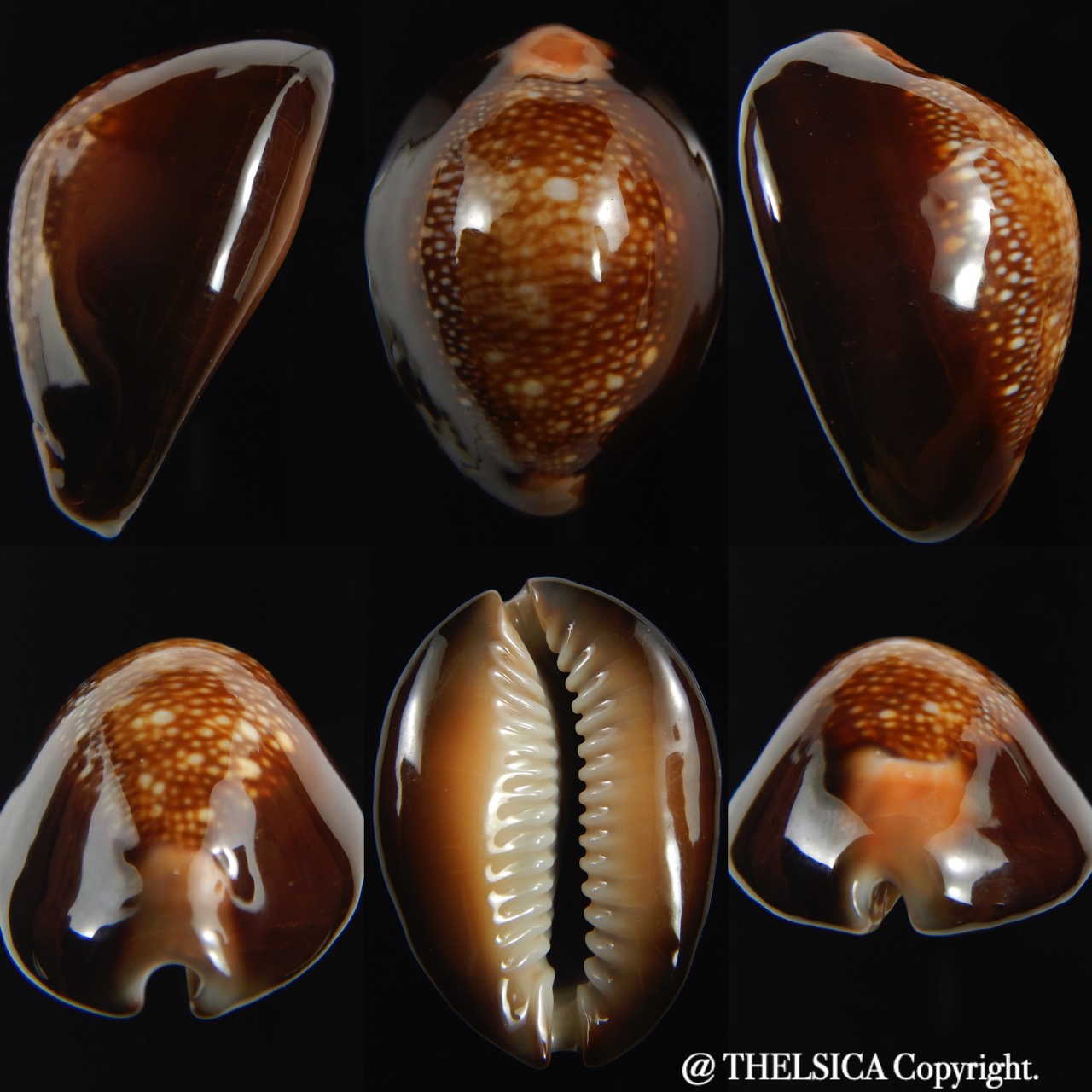 Monetaria caputserpentis " Big size " 37.28 mm Gem -0