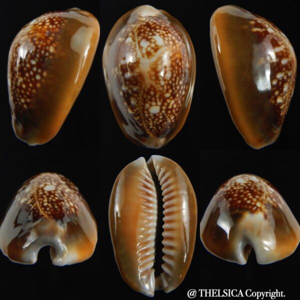 Monetaria caputserpentis " Big size " 37.54 mm Gem-0