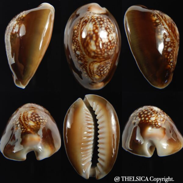Monetaria caputserpentis " Giant " 39 mm Gem-0