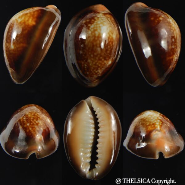 Monetaria caputserpentis " SP pattern " 26.84 mm Gem-0