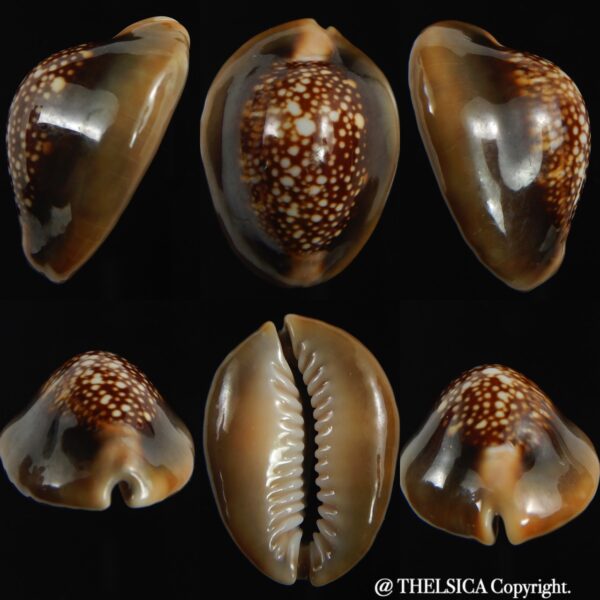 Monetaria caputserpentis " SP pattern " 30.38 mm Gem-0