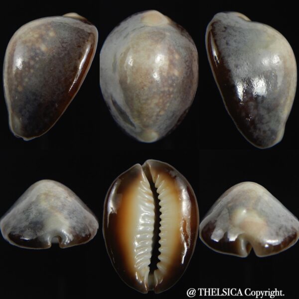 Monetaria caputserpentis " SP white pattern " 32.20 mm Gem-0