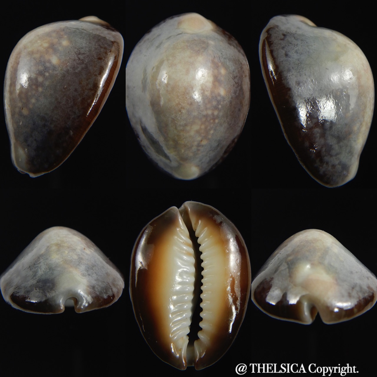 Monetaria caputserpentis " SP white pattern " 32.20 mm Gem-0