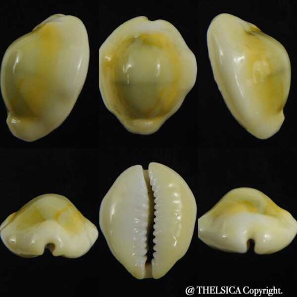 Monetaria moneta tuberculosa 24.85 mm Gem-0
