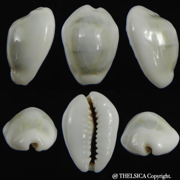 Monetaria moneta ..White... 22.30 mm Gem-0