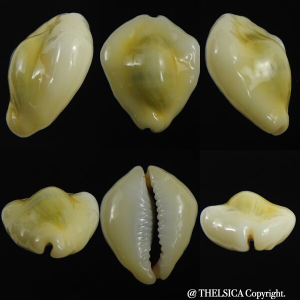 Monetaria moneta tuberculosa 25.19 mm Gem -0