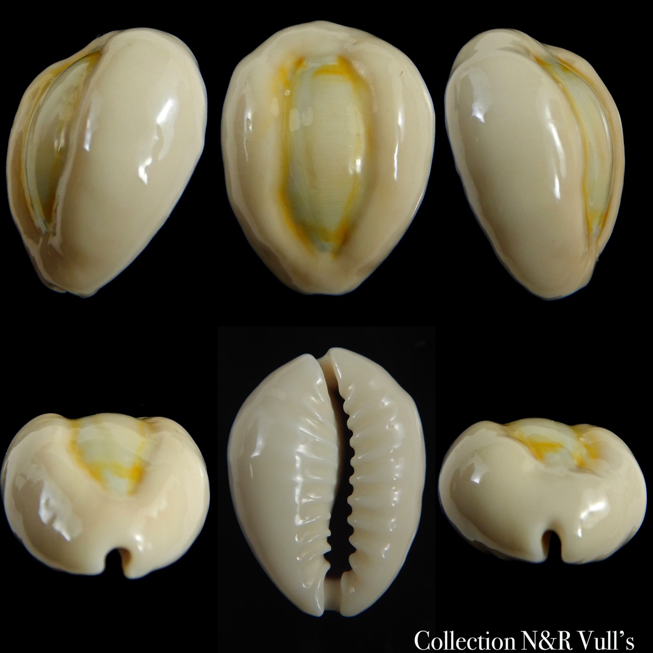 Monetaria obvelata ..Big size ... 25.05 mm Gem-0