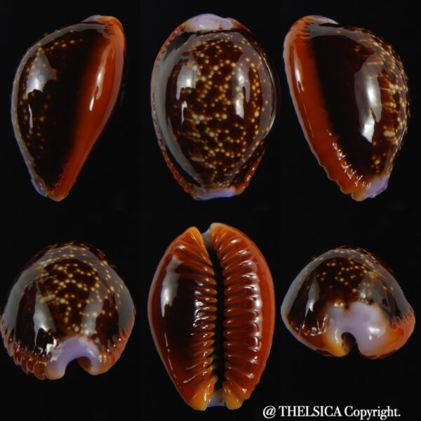 Naria helvola .. dark colour ... 26.48 mm Gem -0
