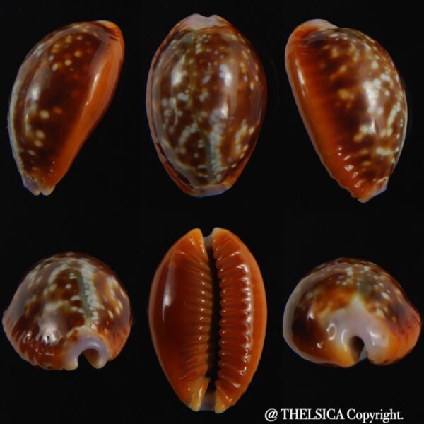 Naria helvola .. 23.13 mm Gem-0