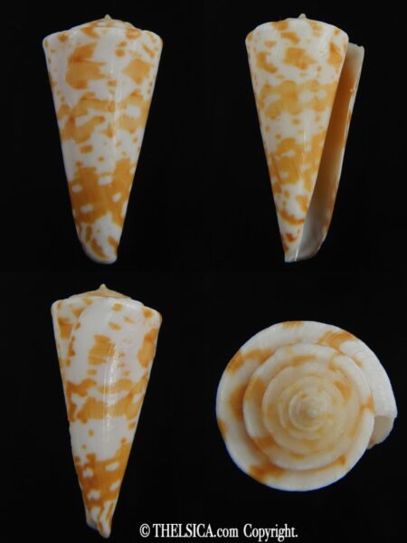 Papyriconus sculletti 41.70 mm Gem-0