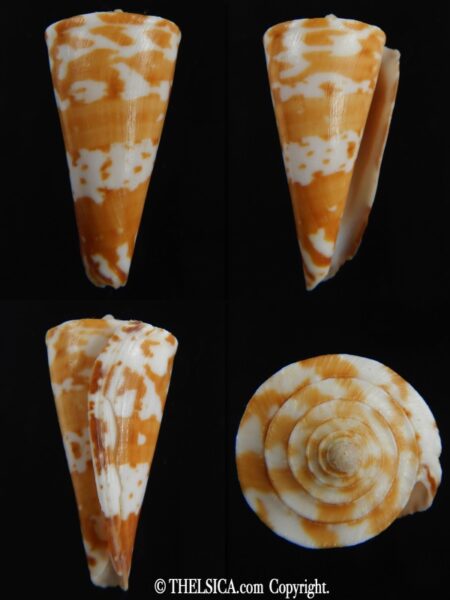Papyriconus sculletti 44.82 mm F++ -0