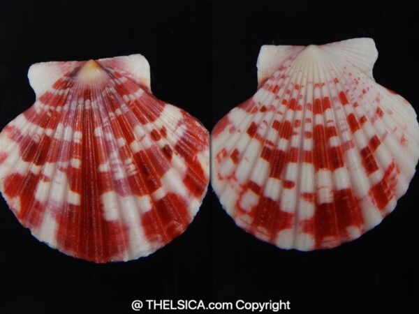 Pecten annachlamys reevei 37.53 mm Gem-0
