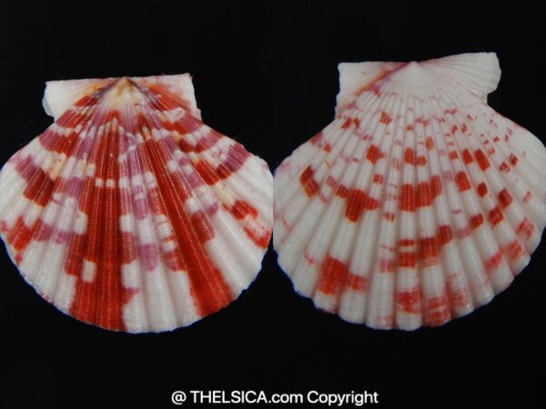 Pecten annachlamys reevei 38.02 mm Gem-0