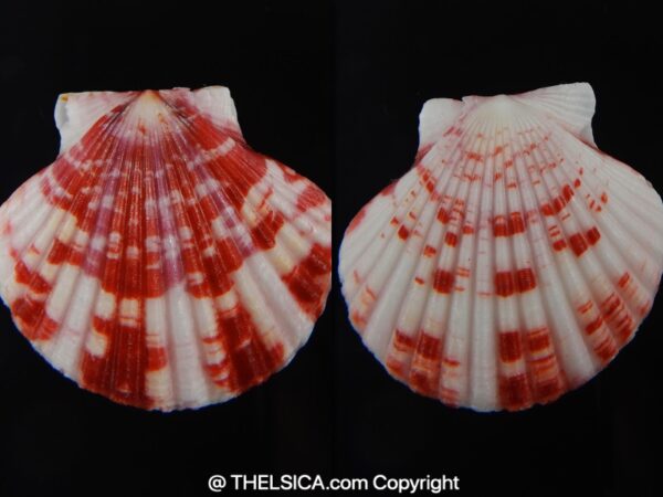 Pecten annachlamys reevei 38.78 mm Gem-0