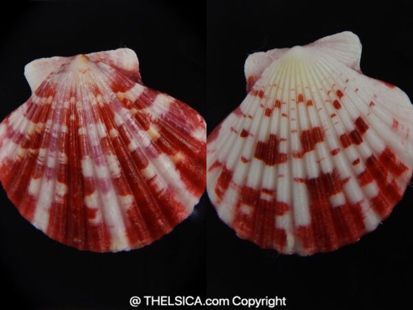 Pecten annachlamys reevei 38.99 mm Gem-0