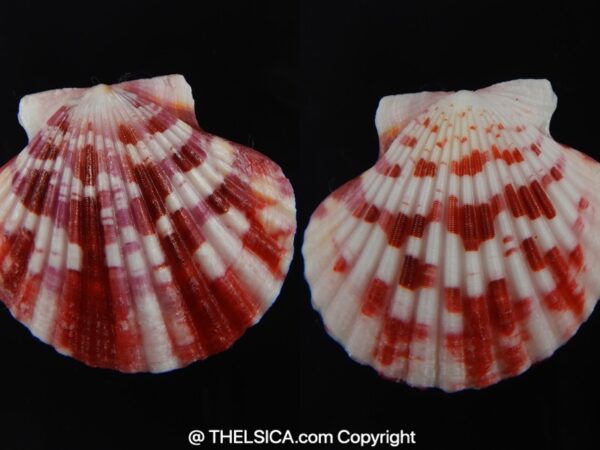 Pecten annachlamys reevei 39.26 mm Gem-0
