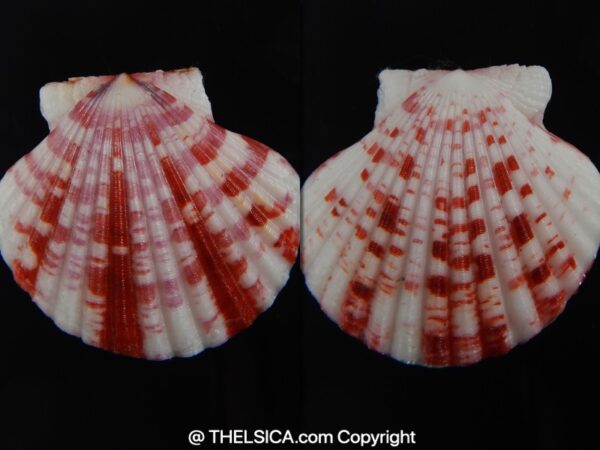 Pecten annachlamys reevei 39.56 mm Gem-0