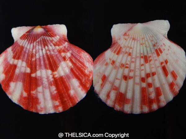 Pecten annachlamys reevei 39.63 mm Gem-0