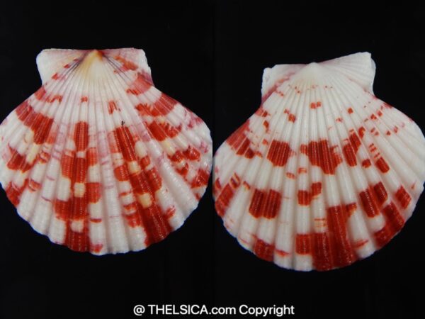 Pecten annachlamys reevei 39.91 mm Gem-0