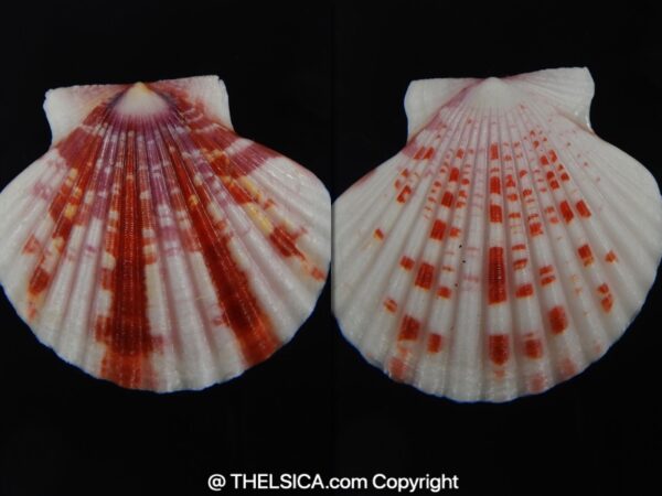 Pecten annachlamys reevei 40.65 mm Gem-0