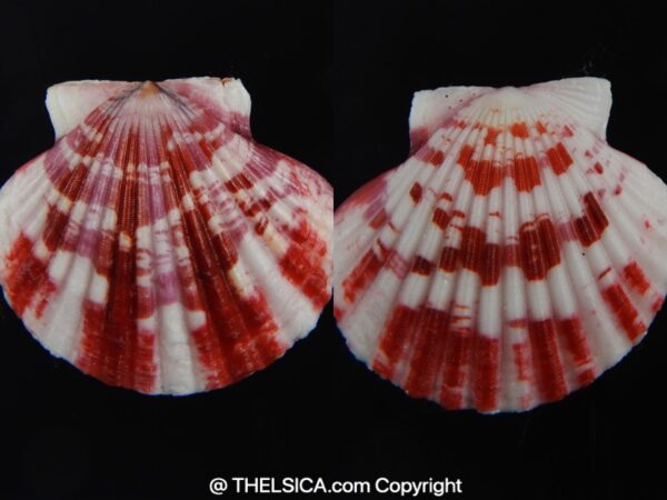 Pecten annachlamys reevei 40.70 mm Gem-0