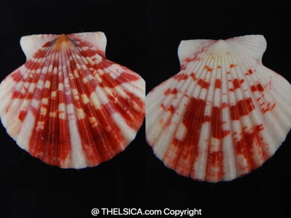 Pecten annachlamys reevei 41.23 mm Gem-0