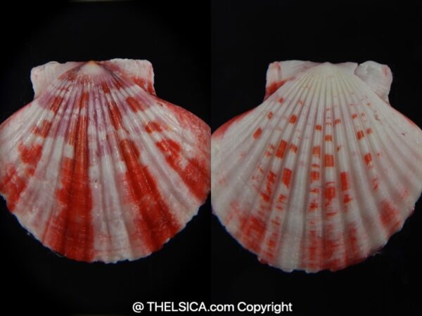 Pecten annachlamys reevei 42.97 mm Gem-0